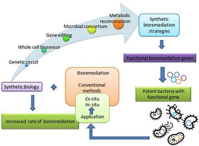 Alternative Strategies for Microbial Remediation of Pollutants via Synthetic Biology